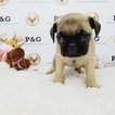 Small Photo #2 Pug Puppy For Sale in TEMPLE CITY, CA, USA
