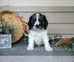 Puppy Jimbo Cocker Spaniel