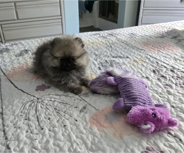 Medium Photo #4 Pomeranian Puppy For Sale in MENIFEE, CA, USA
