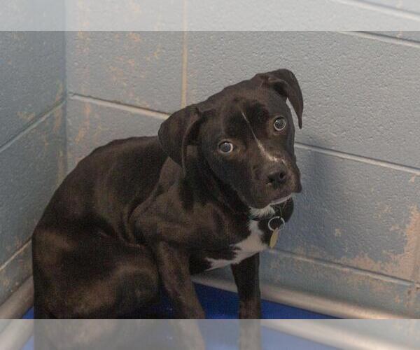 Medium Photo #1 Boxer-Unknown Mix Puppy For Sale in Mountain Home, AR, USA