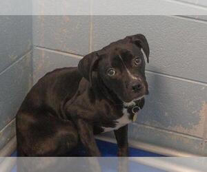 Boxer-Unknown Mix Dogs for adoption in Mountain Home, AR, USA