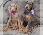Small Photo #1 Doberman Pinscher Puppy For Sale in POMEROY, OH, USA