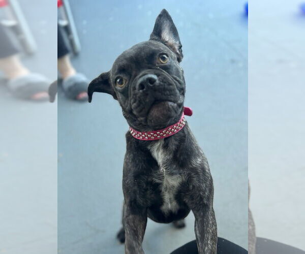 Medium Photo #1 Frenchie Pug Puppy For Sale in San Bernardino, CA, USA