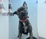 Small Frenchie Pug