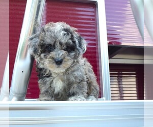 Poodle (Toy) Puppy for sale in BARNESVILLE, KS, USA