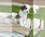 Small Photo #9 Bernedoodle (Miniature) Puppy For Sale in FLATWOODS, KY, USA