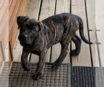 Image preview for Ad Listing. Nickname: Ebony