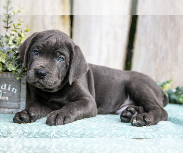Medium Photo #6 Cane Corso Puppy For Sale in HOWE, IN, USA