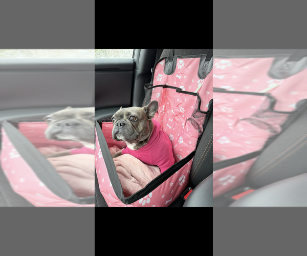 Medium Photo #4 French Bulldog Puppy For Sale in GANSEVOORT, NY, USA