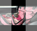 Small #3 French Bulldog