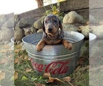 Theo - Male Dachshund Puppy for Sale - Photo #5