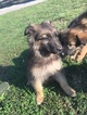 Small Photo #1 German Shepherd Dog Puppy For Sale in LEXINGTON, IN, USA