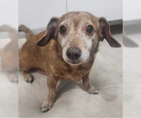 Medium Photo #1 Dachshund-Unknown Mix Puppy For Sale in Miami, FL, USA