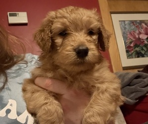 Medium Goldendoodle
