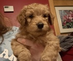 Puppy Pretty Boy Goldendoodle