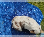 Small #5 Miniature American Shepherd
