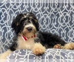 Small Photo #9 Miniature Bernedoodle Puppy For Sale in LAKELAND, FL, USA