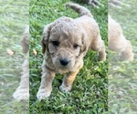 Puppy 6 Goldendoodle (Miniature)