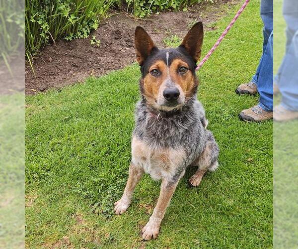 Medium Photo #1 Mutt Puppy For Sale in Camarillo, CA, USA