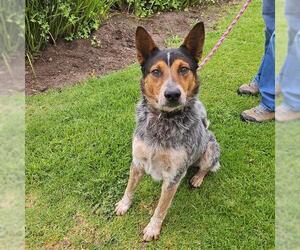 Mutt Dogs for adoption in Camarillo, CA, USA