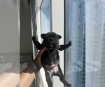 Puppy Puppy 2 French Bulldog