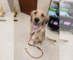 Small Golden Retriever