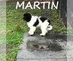 Small #1 Cockapoo
