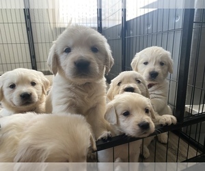 English Cream Golden Retriever Puppy for sale in SACRAMENTO, CA, USA