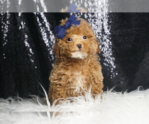 Medium Maltipoo