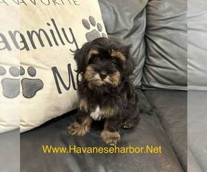 Havanese Puppy for sale in MBORO, TN, USA