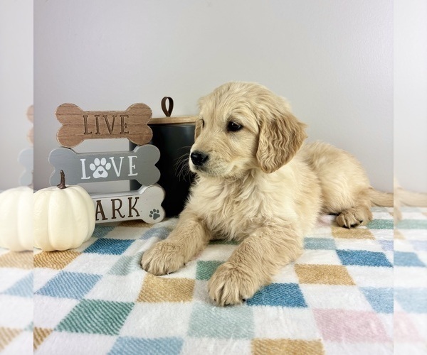 Medium Photo #7 Golden Retriever Puppy For Sale in INDIANAPOLIS, IN, USA