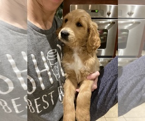 Goldendoodle Puppy for sale in TOMBALL, TX, USA