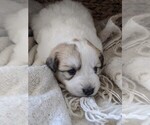 Small Photo #32 Great Pyrenees Puppy For Sale in FALCON, CO, USA