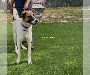Anatolian Shepherd-Unknown Mix Dogs for adoption in Woodland Hills, CA, USA