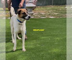Small Anatolian Shepherd Mix