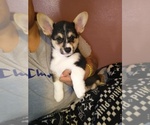 Small Photo #2 Pembroke Welsh Corgi Puppy For Sale in SAN DIEGO, CA, USA