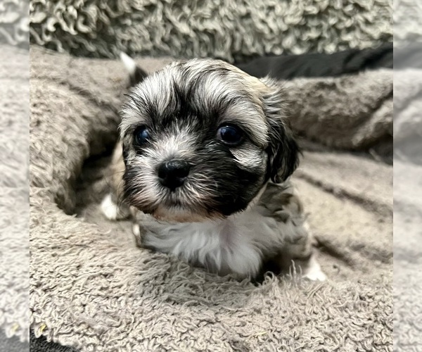 Medium Photo #2 Zuchon Puppy For Sale in RENO, NV, USA