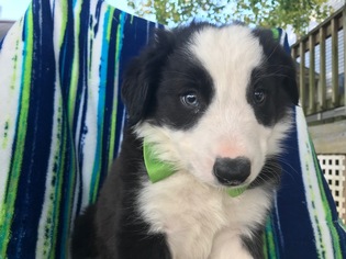 Border Collie Puppy for sale in QUARRYVILLE, PA, USA