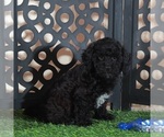 Small #2 Poodle (Miniature)