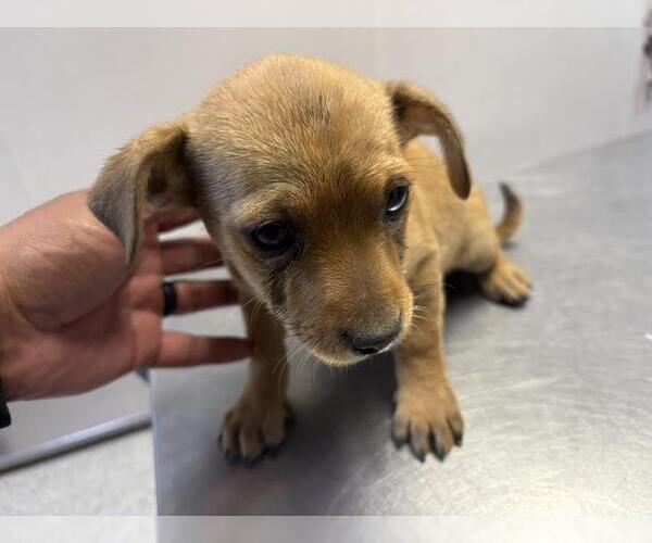 Medium Photo #1 Chihuahua-Unknown Mix Puppy For Sale in Visalia, CA, USA