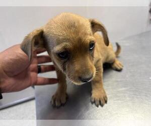Chihuahua-Unknown Mix Dogs for adoption in Visalia, CA, USA
