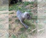 Small #4 Cane Corso