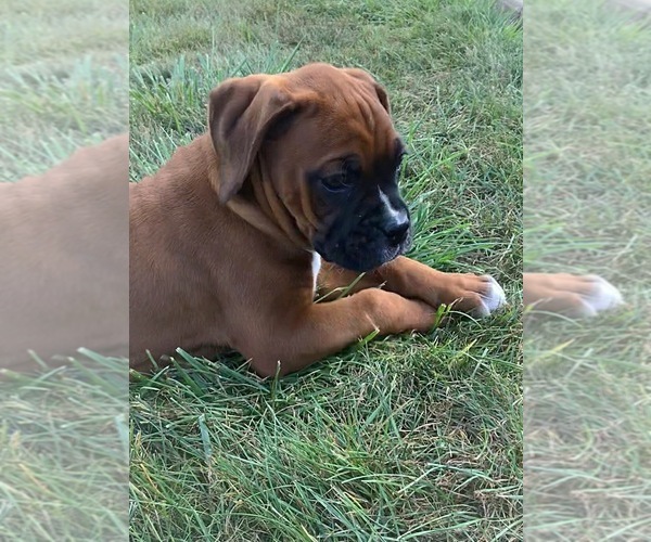 Medium Photo #3 Boxer Puppy For Sale in APPLE CREEK, OH, USA