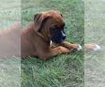 Small Photo #3 Boxer Puppy For Sale in APPLE CREEK, OH, USA
