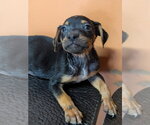 Small #1 Mutt