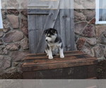 Small Photo #3 Pomsky Puppy For Sale in WOOSTER, OH, USA
