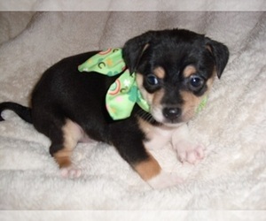 Chihuahua Puppy for sale in MADISON, MS, USA