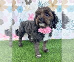 Small Poodle (Miniature) Mix