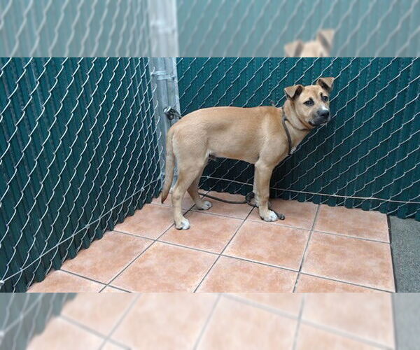 Medium Photo #1 Boxer-Unknown Mix Puppy For Sale in Downey, CA, USA