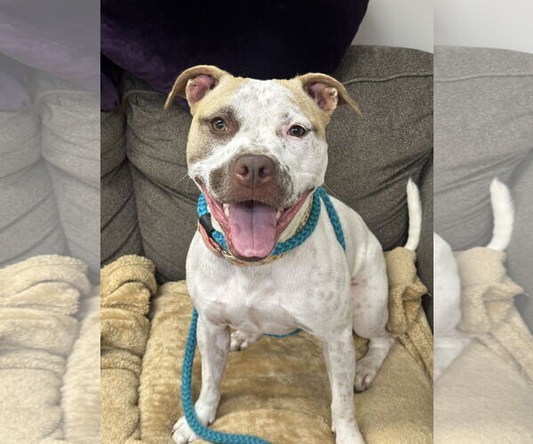 Medium Photo #9 American Staffordshire Terrier-Unknown Mix Puppy For Sale in Rockaway, NJ, USA